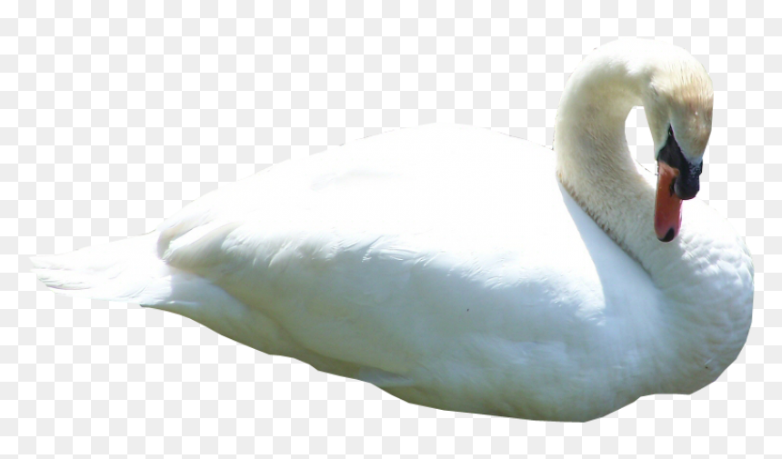 Duck Image Hd Png, Transparent Png - swimming png