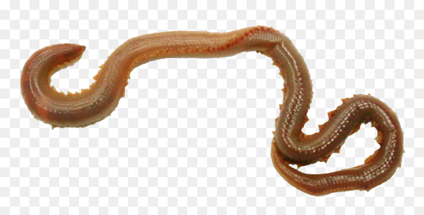 Earthworm Worm Png - Annelid Transparent, Png Download - worm png