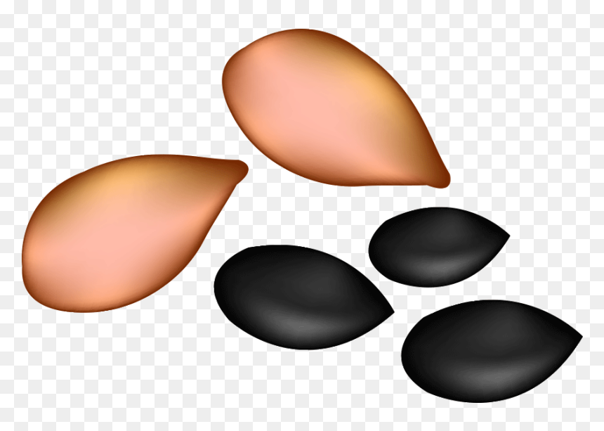 Nut Clipart Oil Seed - Watermelon Seed Clipart, HD Png Download - seed png