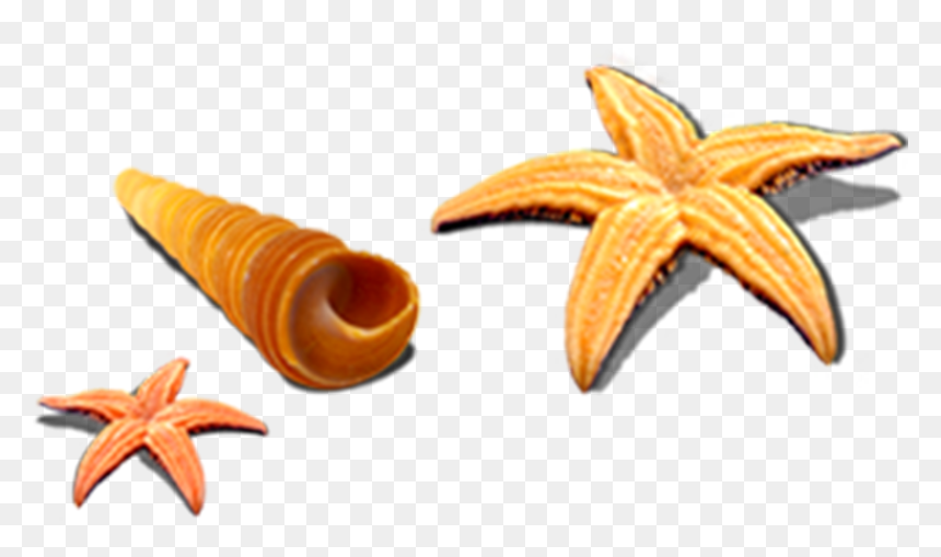 Starfish Seashell Sea Snail Seafood - Seashells Starfish Png, Transparent Png - moana clipart png