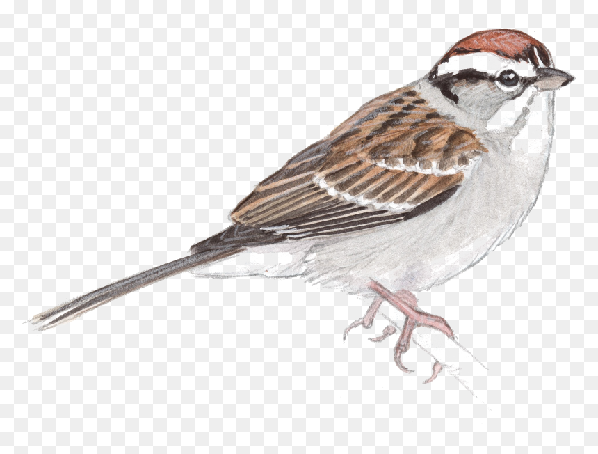 Sparrow Png Transparent Images Clipart , Png Download - Sparrow Png Transparent, Png Download - jack sparrow png