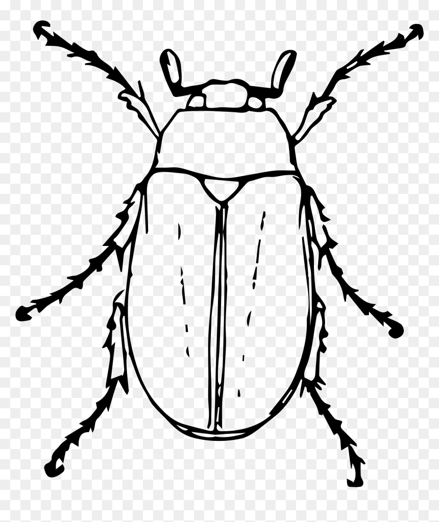 June At Getdrawings - Black And White Beetle Clipart, HD Png Download - bug png