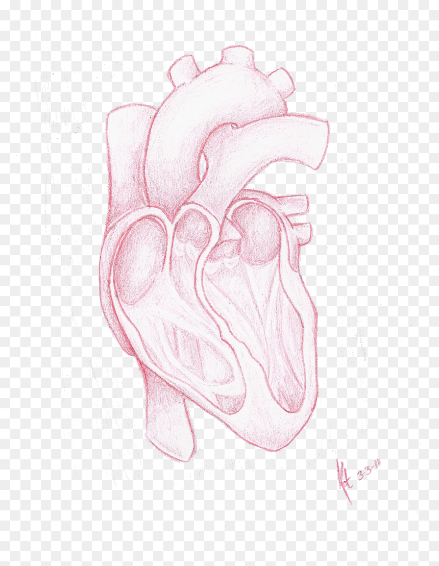 Red Heart, HD Png Download - heart drawing png