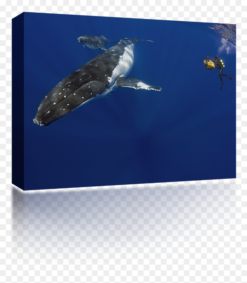 Humpback Whale Diver - Ballena Jorobada Y Buzos, HD Png Download - underwater png