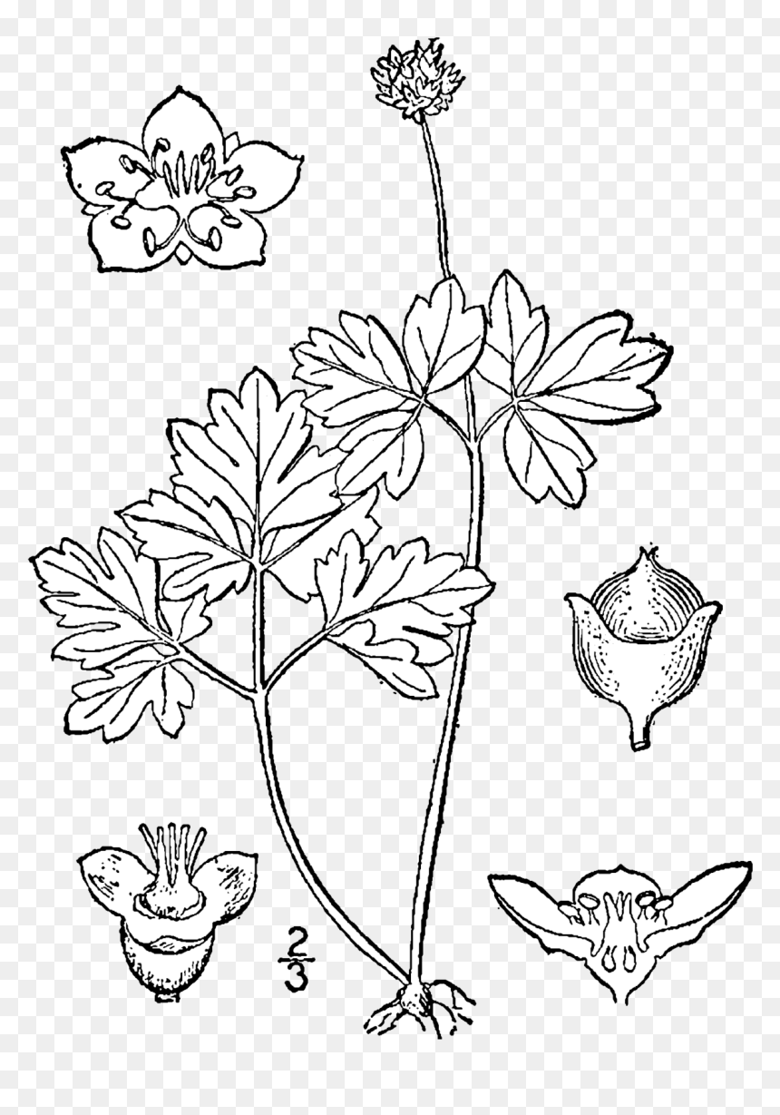 Draw Adoxa Moschatellina, HD Png Download - drawing png