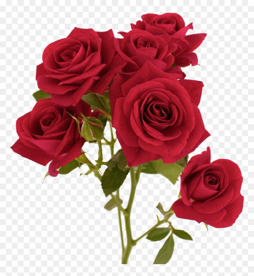 Rose Png, Download Png Image With Transparent Background, - Red Flower Watercolor Png, Png Download - red flower png