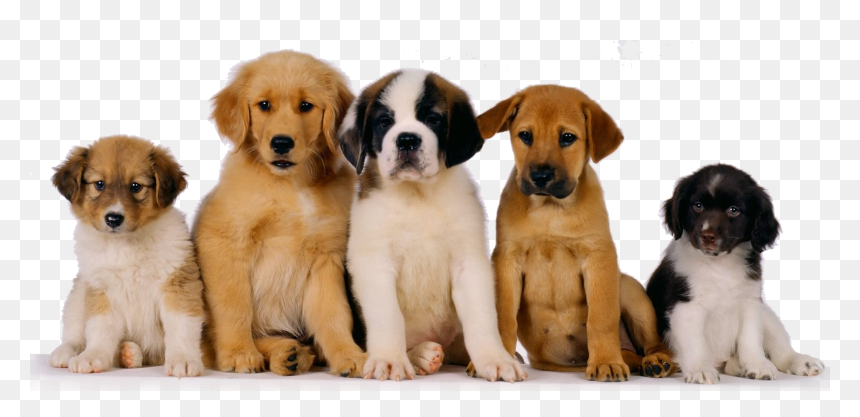 Puppies Png Photo - Pet Dog, Transparent Png - puppies png