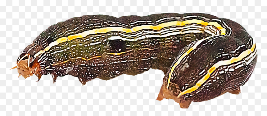 Transparent Worms Yard - Army Worms Transparent Background, HD Png Download - worm png