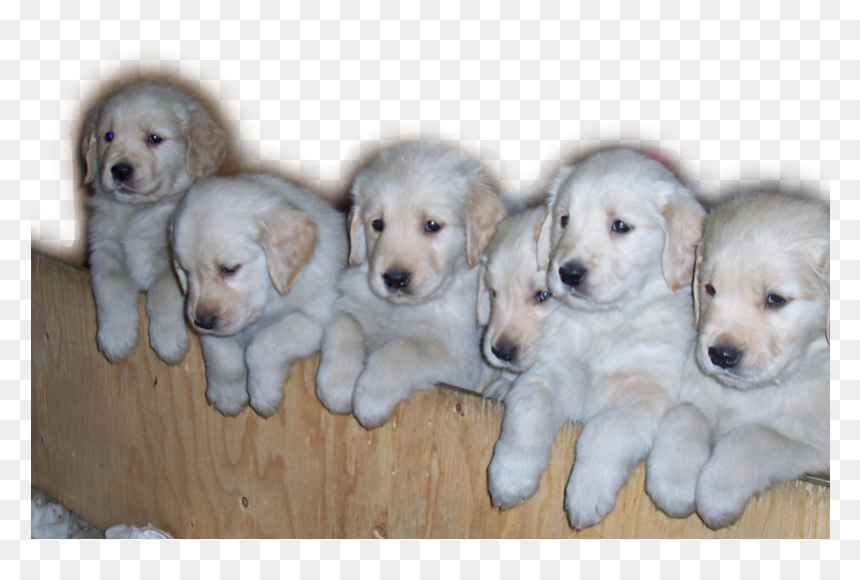 Golden Retriever Puppies Png , Png Download - Companion Dog, Transparent Png - puppies png