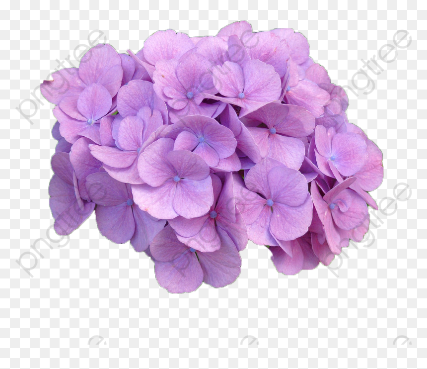 Purple Hydrangea Png, Transparent Png - hydrangea png
