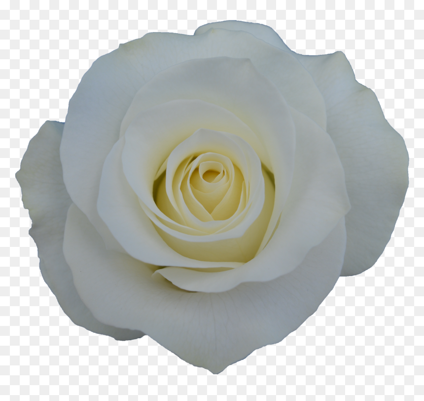 Garden Roses Clipart , Png Download - Floribunda, Transparent Png - rose clipart png