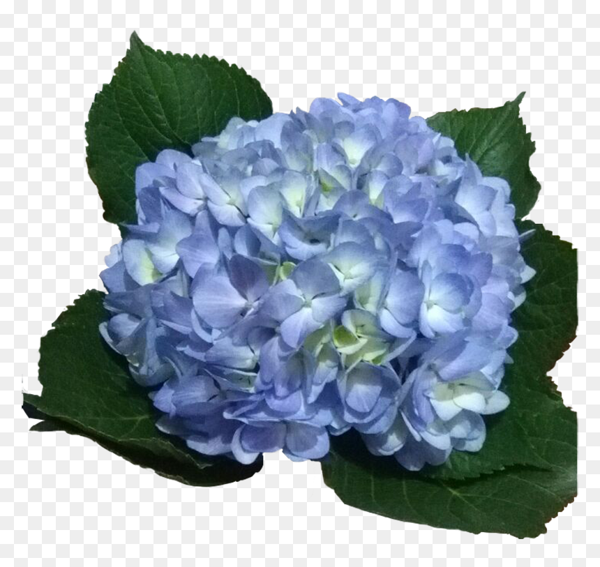 Hydrangeas Legacy Light, HD Png Download - hydrangea png