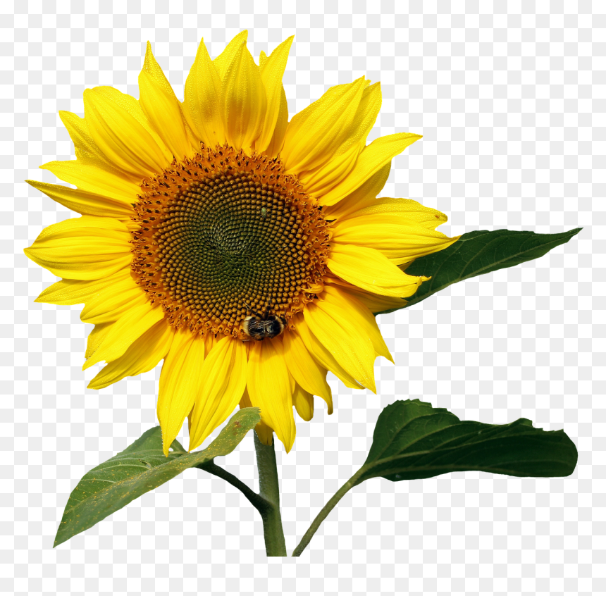 Sunflowers Pic File, HD Png Download - yellow flower png