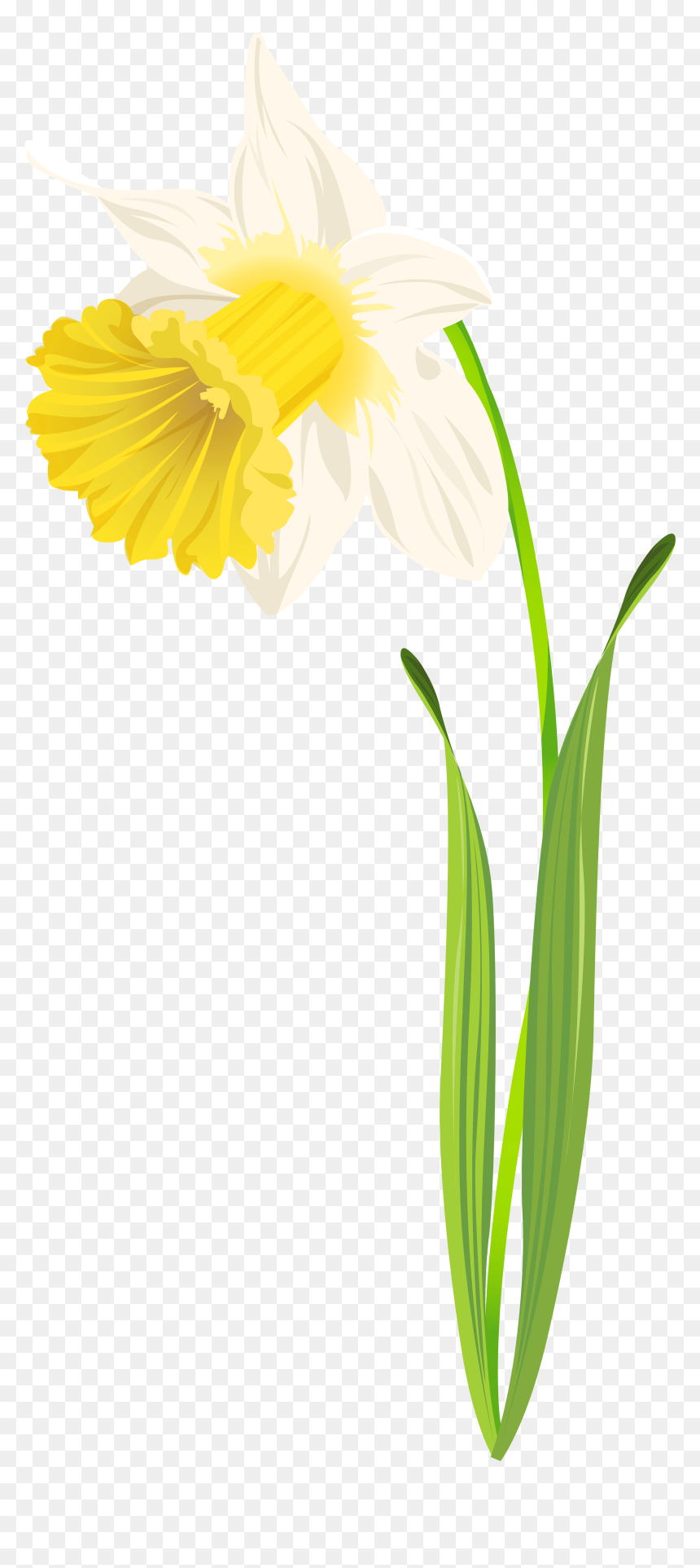 Daffodil Png Clip Art Image - Narcissus, Transparent Png - daffodil png