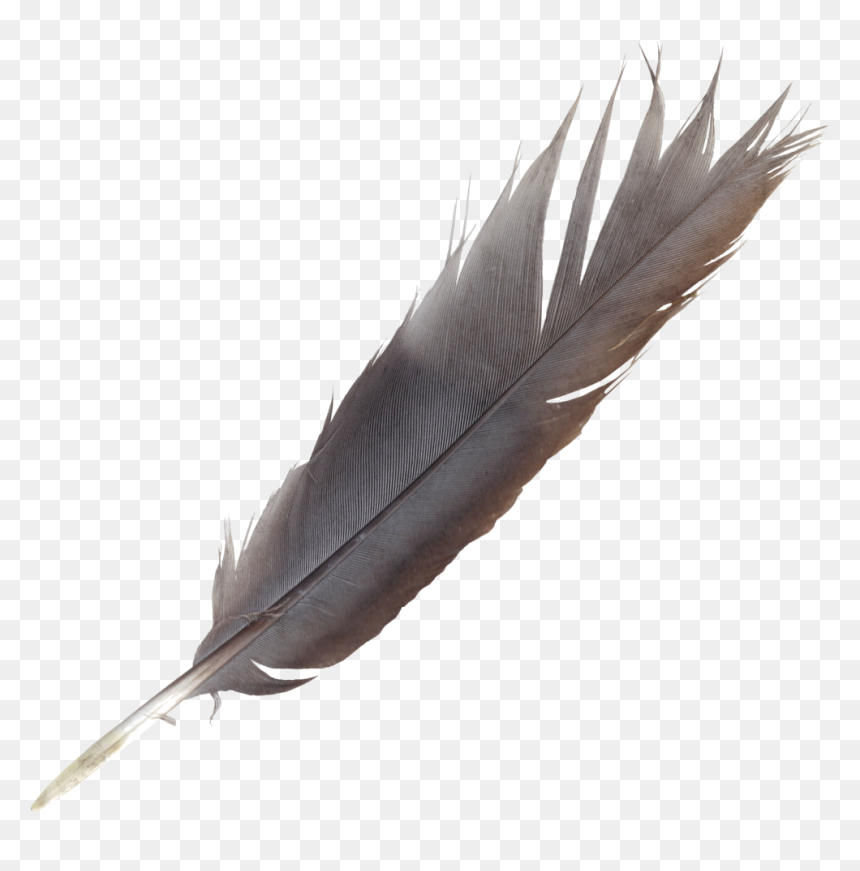 Bird Feather Quill Wing - Feather Pen Transparent Background, HD Png Download - quill png