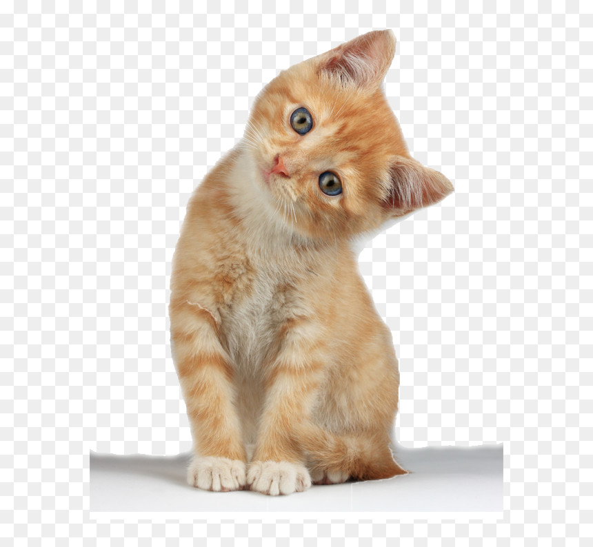 Kitten Transparent Background, HD Png Download - kittens png