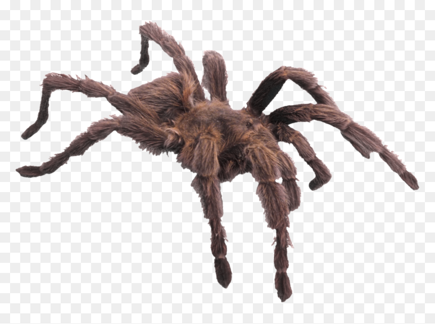 Spider Png Image Free Spider Library - Png Tarantula, Transparent Png - realistic spider web png