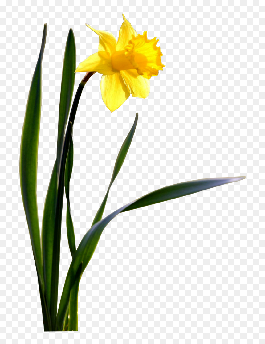 Single Daffodil Wallpaper - Daffodil Png Transparent, Png Download - daffodil png