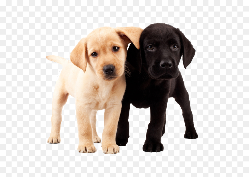 Two Puppies, - 2 Labrador Puppies, HD Png Download - puppies png
