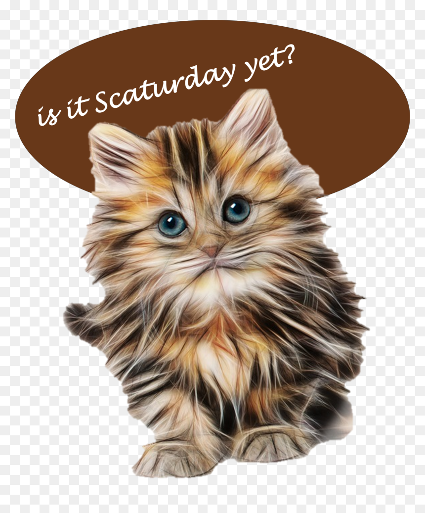 Fluffy Kittens , Png Download, Transparent Png - kittens png