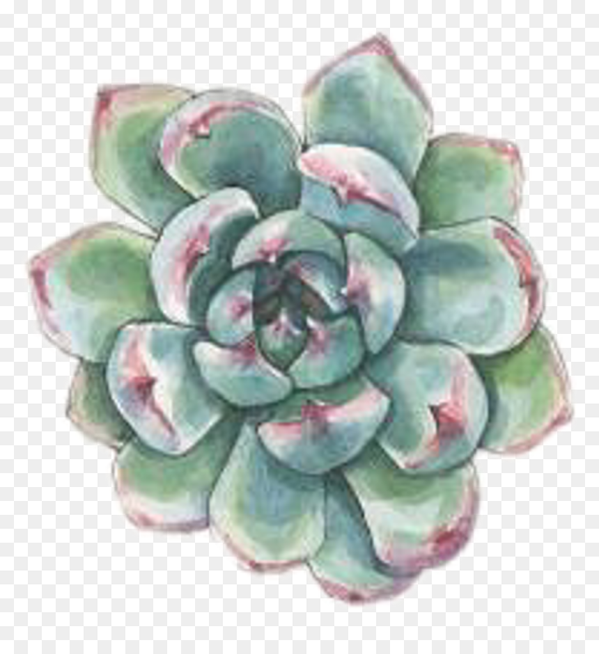 #art #watercolor #succulent #succulents #plant #plants - Watercolor Plant Transparent Png, Png Download - succulents png