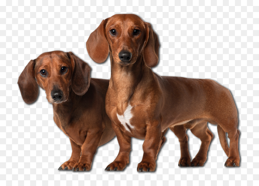 19 Puppies Transparent Dachshund Huge Freebie Download - Dog Dachshund Png, Png Download - puppies png