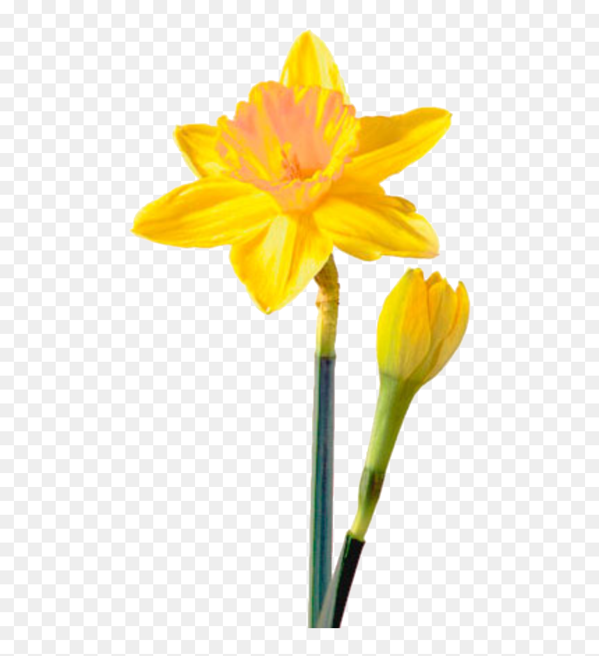 Thumb Image - Daffodil Flower Png, Transparent Png - daffodil png