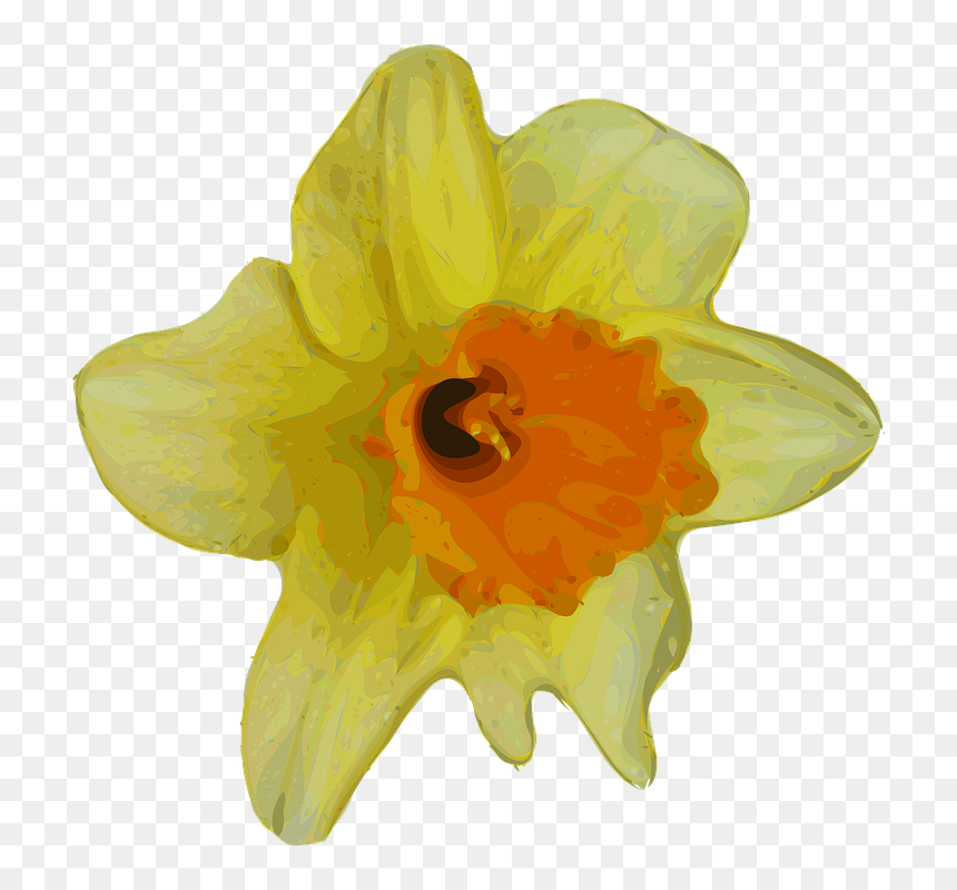 Flowers With Transparent Background Real, HD Png Download - daffodil png