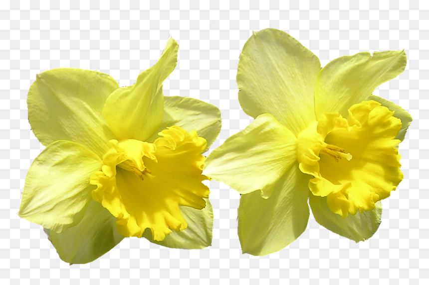 Daffodil Png Background - Påsklilja Png, Transparent Png - daffodil png