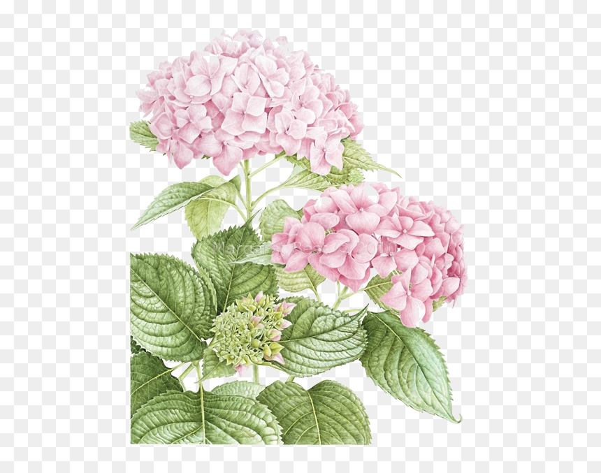 Pin By Marina On - Hydrangea In Botanical Art, HD Png Download - hydrangea png