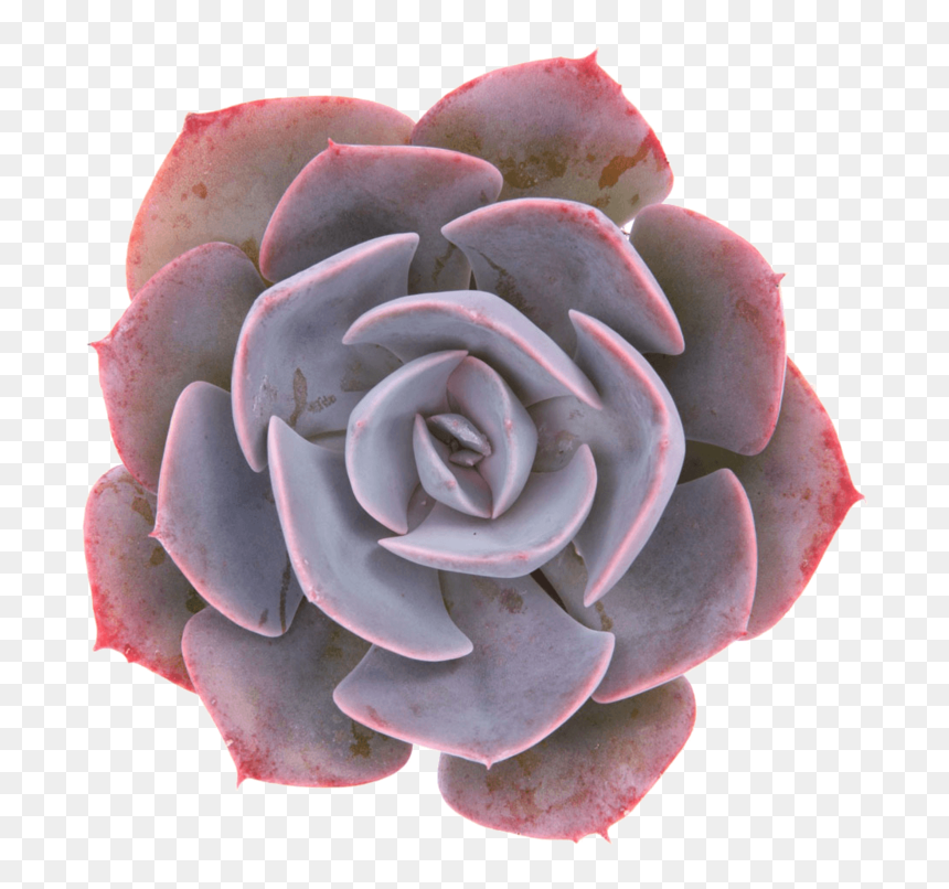 Dusty Rose Echeveria, HD Png Download - succulents png