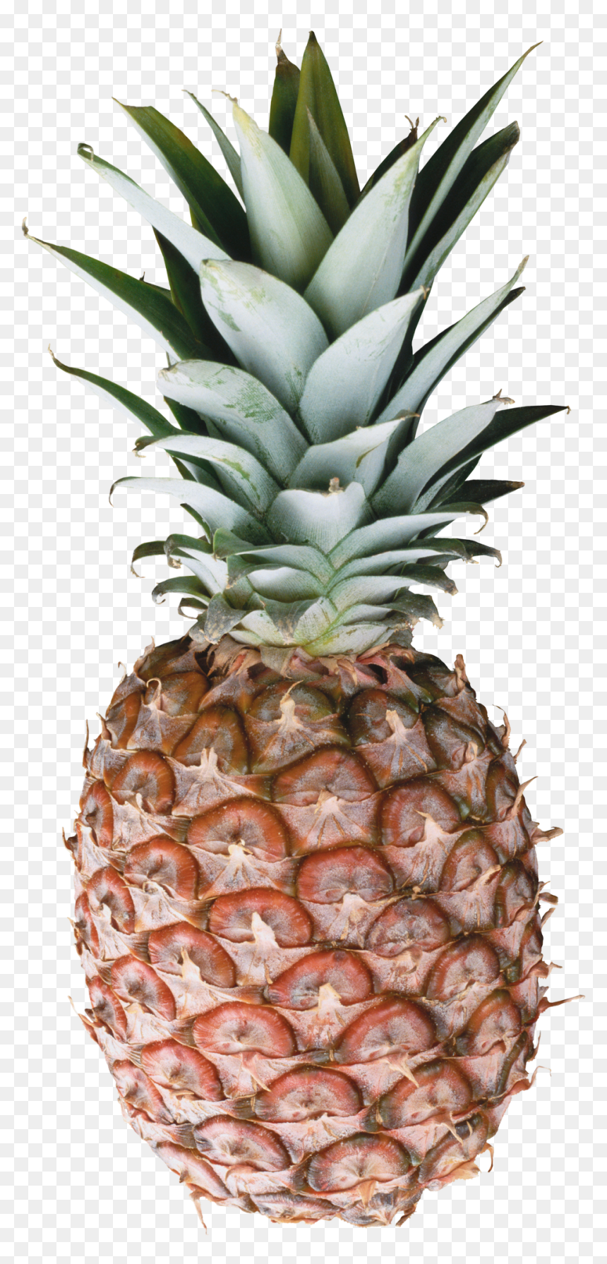 Pineapple Png Free Download - Pineapple Image Download, Transparent Png - pinapple png