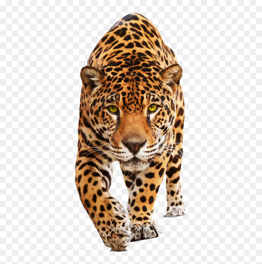 Jaguar Cars British Shorthair Bigstock Stock Photography - Cat Jaguar, HD Png Download - jaguar png