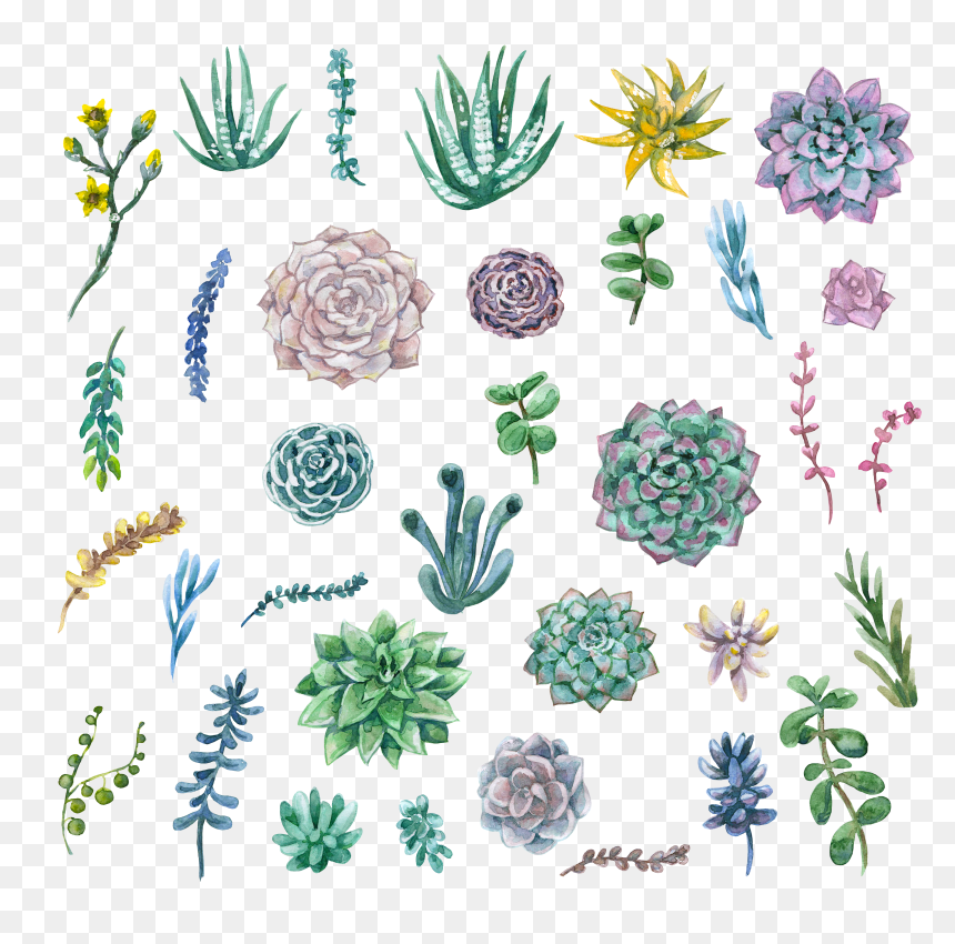 Painting Plant Clip Art, HD Png Download - succulents png