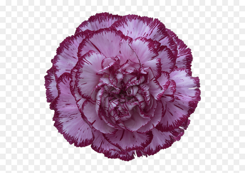 Bacarat Purple Carnation Clip Arts - Purple Carnation Transparent Background, HD Png Download - carnation png