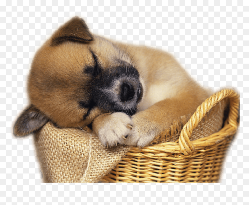 Free Png Download Cute Puppy In Basket Clip-art Png - Free Clip Art Puppies, Transparent Png - puppies png