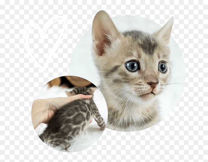 Cats Kittens For Sale - Kitten, HD Png Download - kittens png