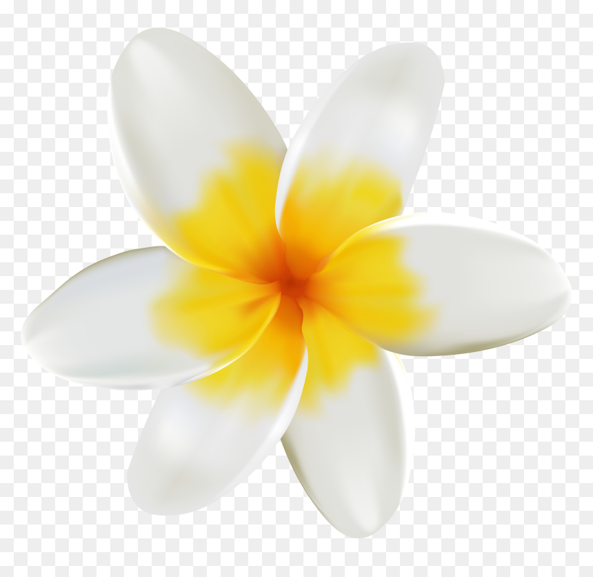 Collection Of Free - Plumeria Flower Png, Transparent Png - yellow flower png