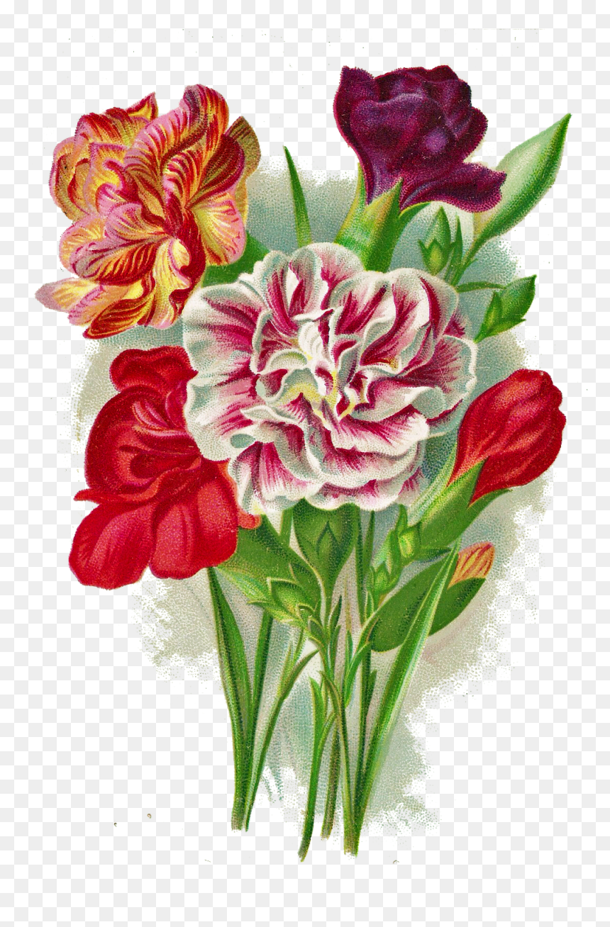 Carnation Clipart Vintage Bouquet - Carnation Flower Vintage, HD Png Download - carnation png