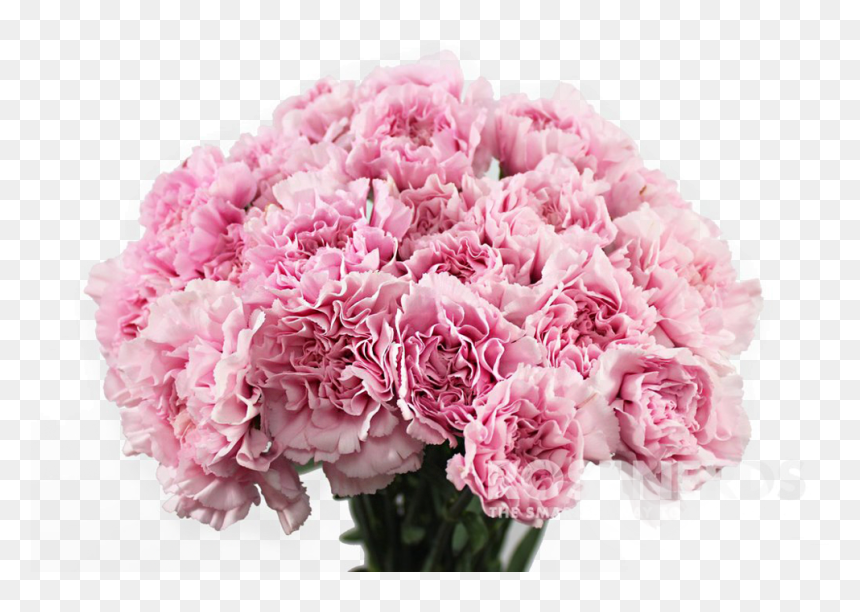 Carnation Flower Png Png Download Carnation Flower - Carnation Png, Transparent Png - carnation png