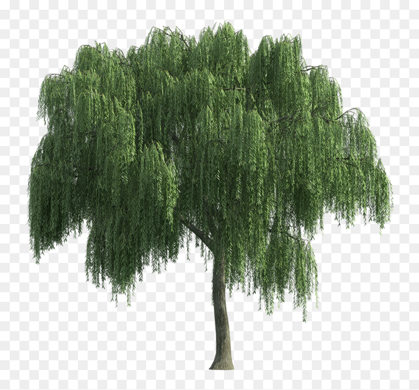 Thumb Image - Weeping Willow Tree Png, Transparent Png - sauce png