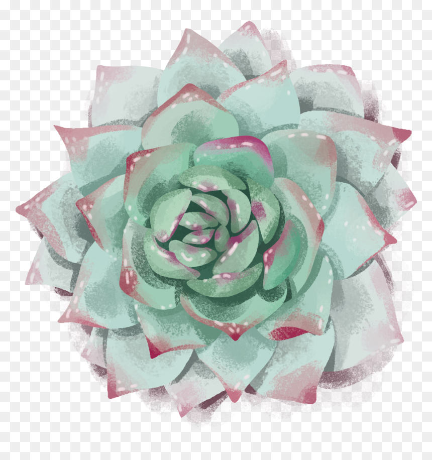 9 - Garden Roses, HD Png Download - succulents png
