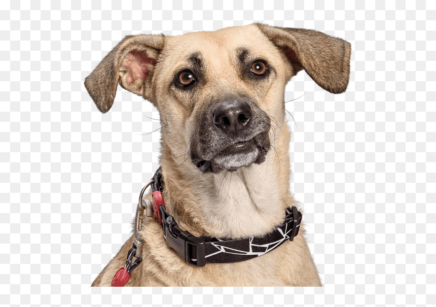 Snout Breed Dog Collar Png Download Free Clipart - Dog, Transparent Png - dog collar png