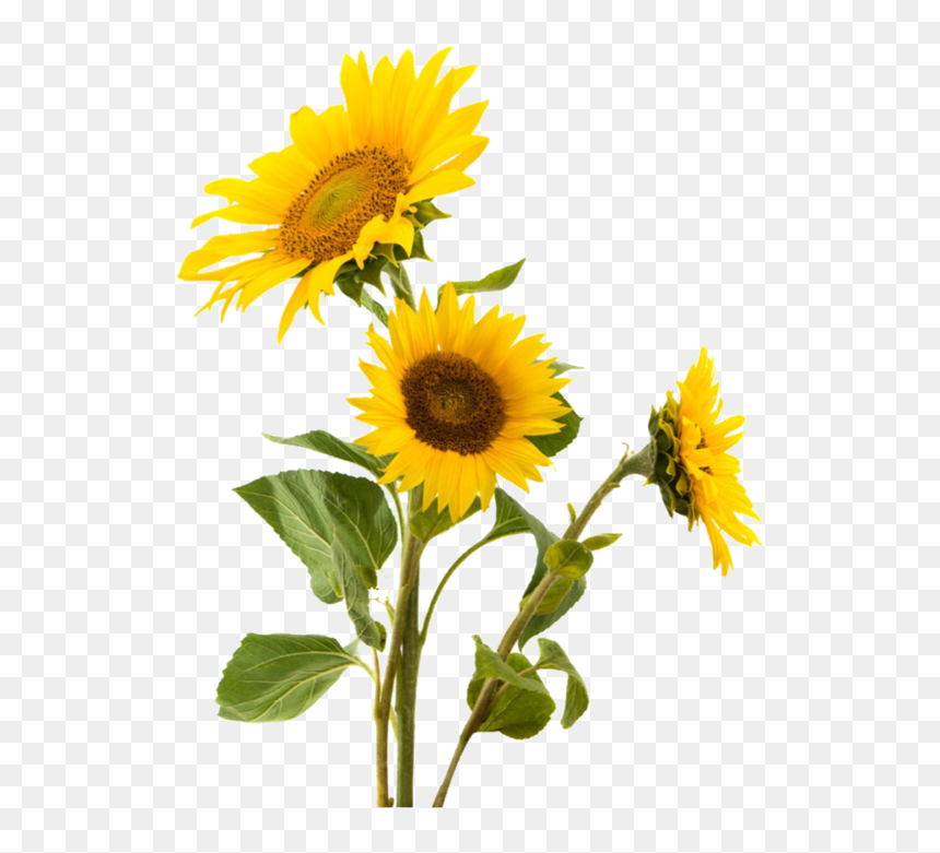Flower, Png, And Sunflower Image - Sunflower Transparent, Png Download - yellow flower png
