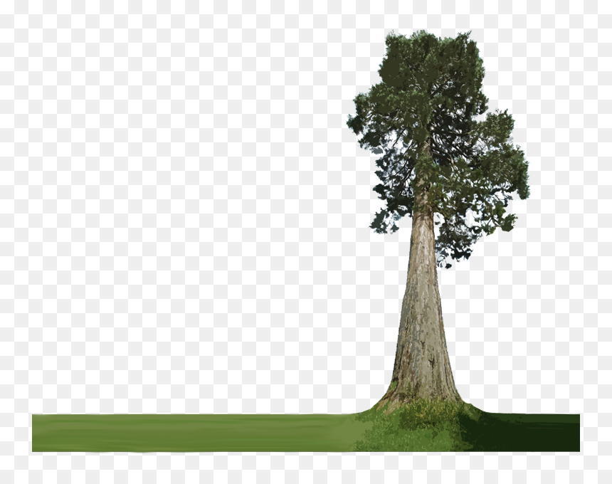 Forest Plants Png - Transparent Background Big Tree Png, Png Download - forest trees png