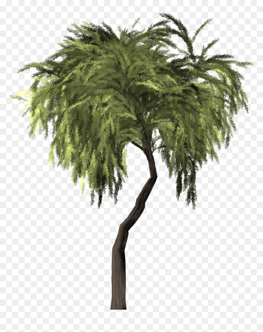 Thumb Image - Arboles Tropicales Png, Transparent Png - sauce png