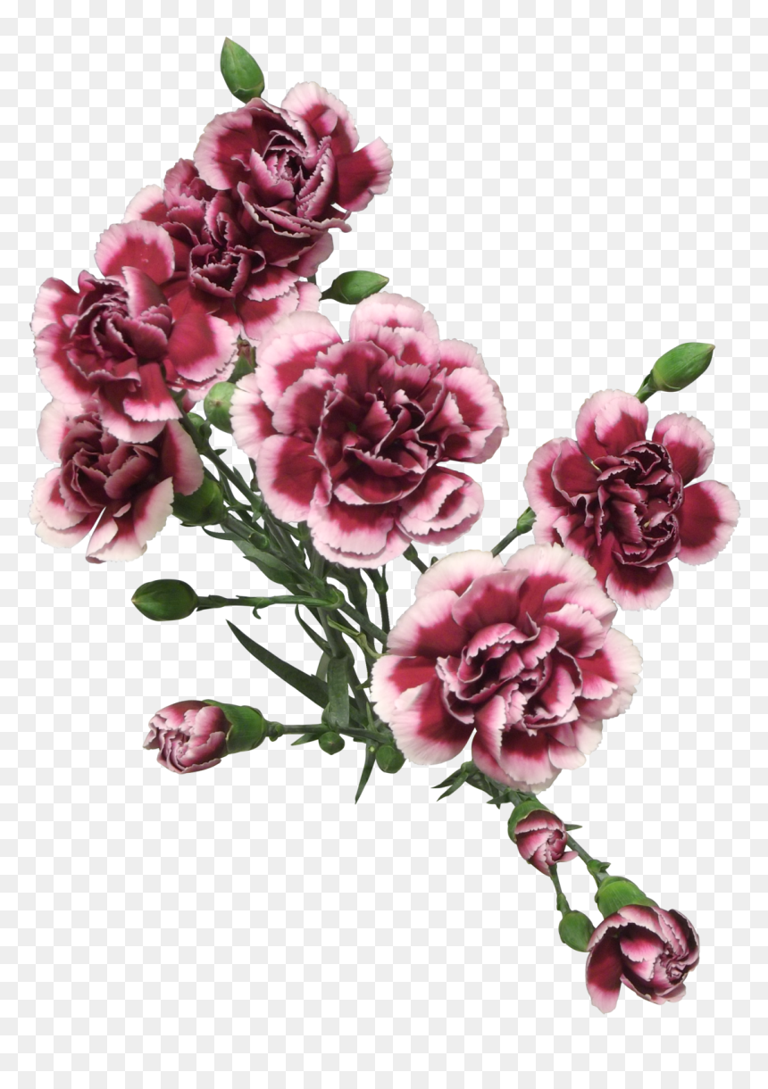 Transparent Carnation Png - Carnation Png 3, Png Download - carnation png