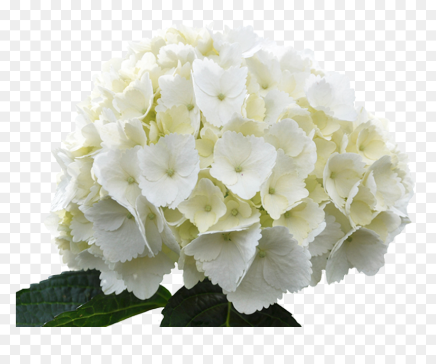 White Hydrangea Flower Png, Transparent Png - hydrangea png