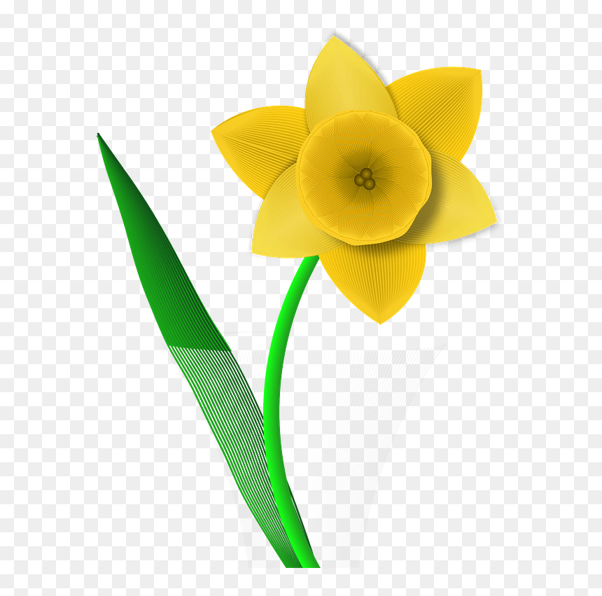 Daffodil Clipart - Narcissus, HD Png Download - daffodil png