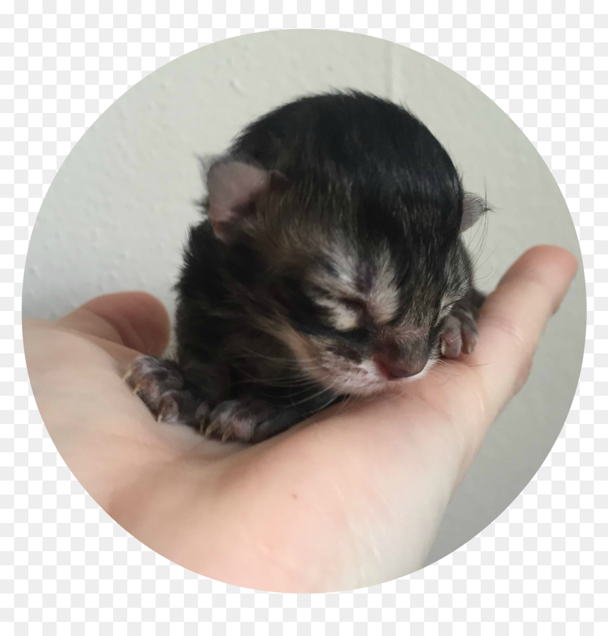 I Have The Kittens - Kitten, HD Png Download - kittens png